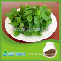 Best quality water soluble menthol for sale
